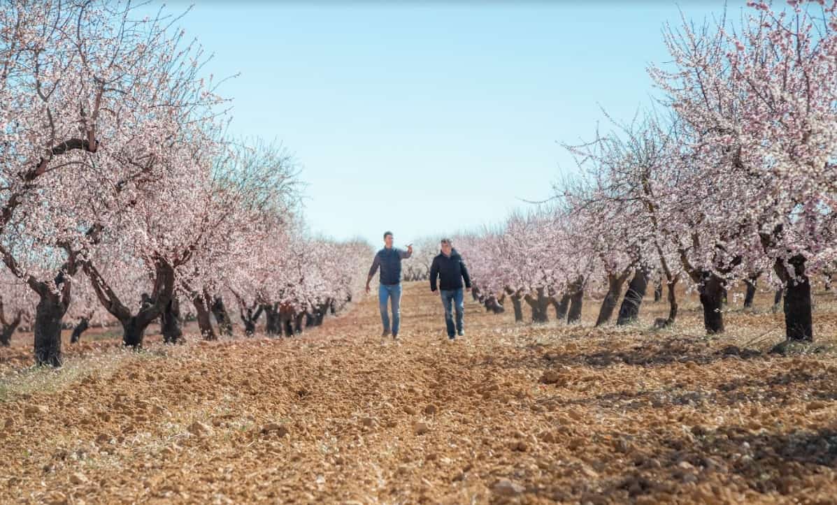 integracion agricola almendros en flor importaco almendras