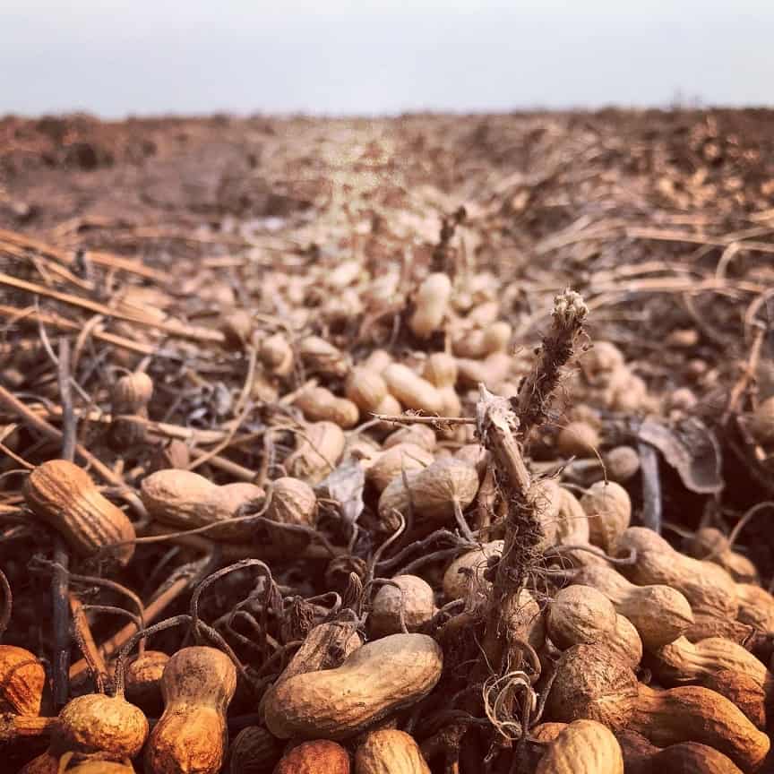 Cacahuete sostenible en Argentina peanuts nuts importaco